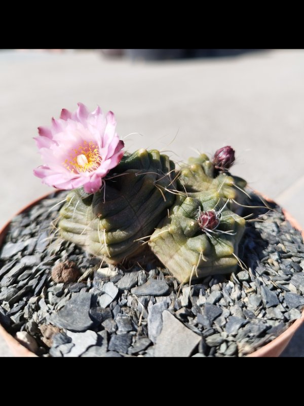 Echinocereus knippelianus ssp. kruegeri 