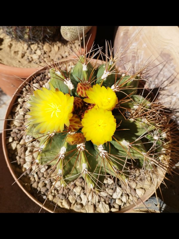 Ferocactus echidne v. victoriensis 