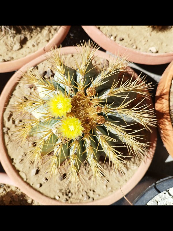 Ferocactus glaucescens 