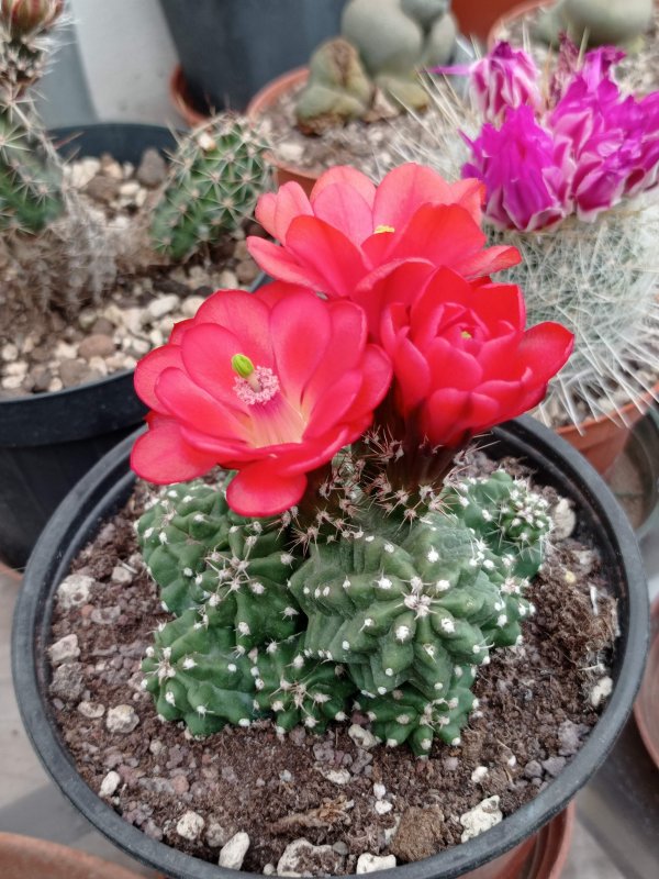 Echinocereus mojavensis f. inermis 