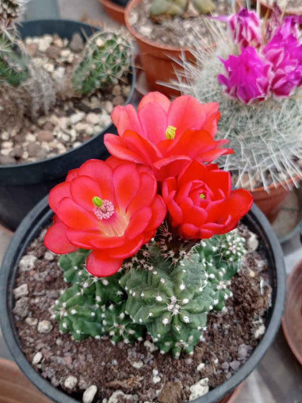 echinocereus  mojavensis f. inermis