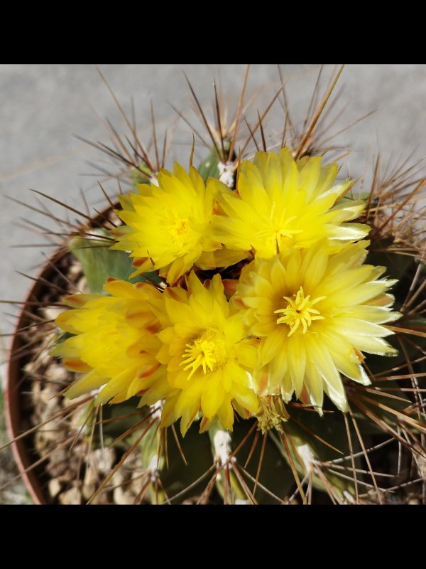 Ferocactus echidne v. victoriensis 