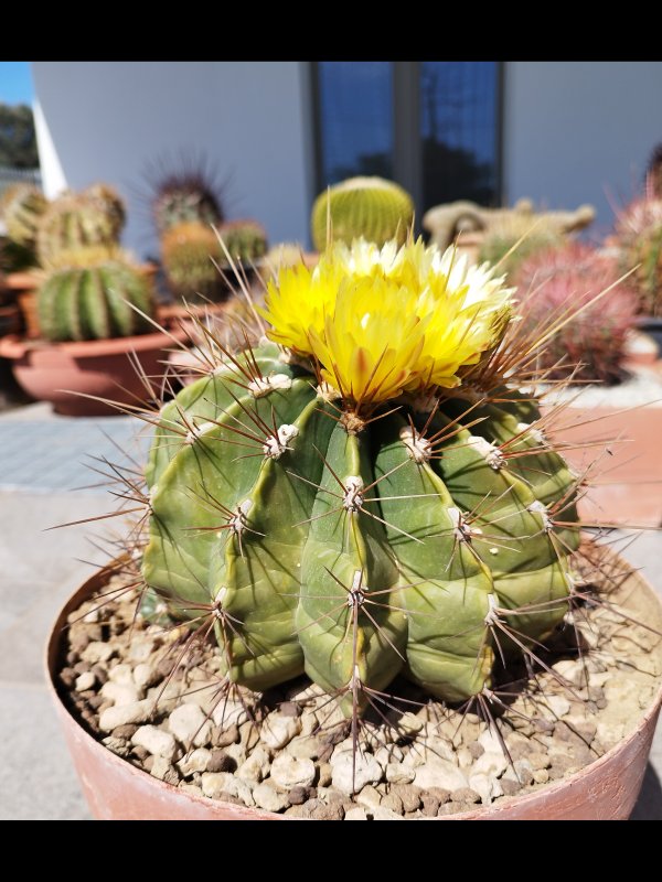 ferocactus echidne v. victoriensis