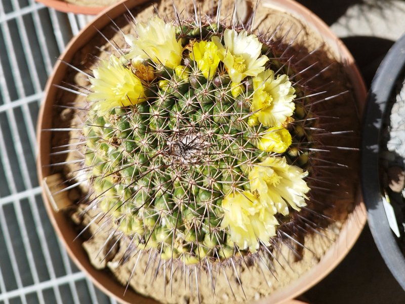 Mammillaria lindsayi 