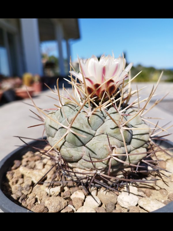 Thelocactus hexaedrophorus 