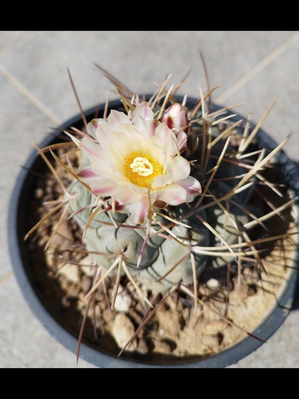 Thelocactus hexaedrophorus 