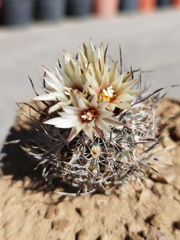 Turbinicarpus dickisoniae 