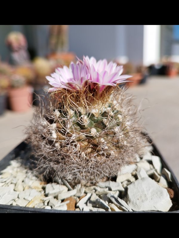 Turbinicarpus pseudomacrochele 