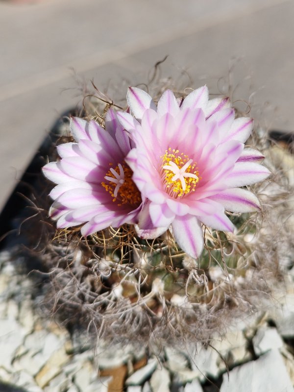 Turbinicarpus pseudomacrochele 