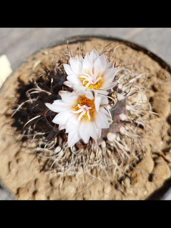 Turbinicarpus macrochele 