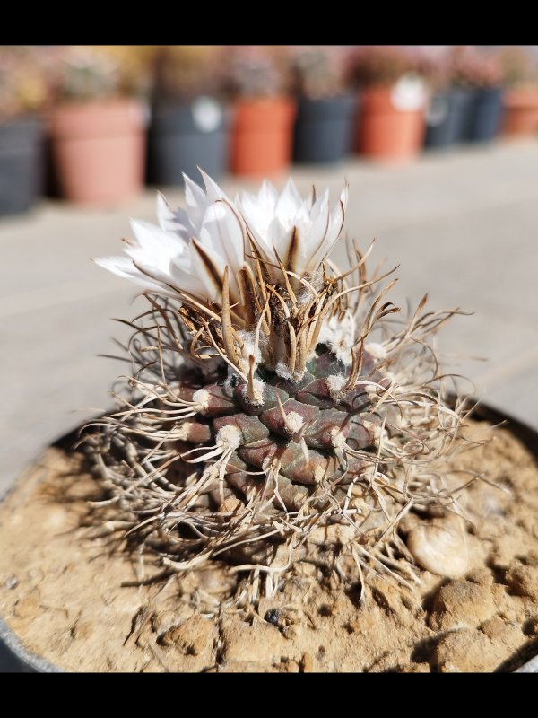 Turbinicarpus macrochele 