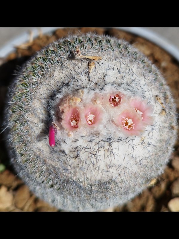 Epithelantha micromeris ssp. greggii 