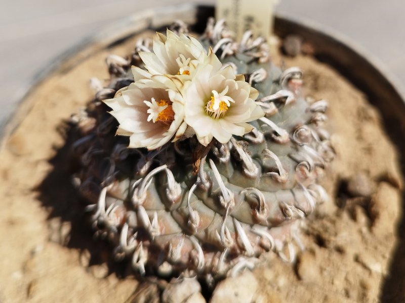 Turbinicarpus klinkerianus 