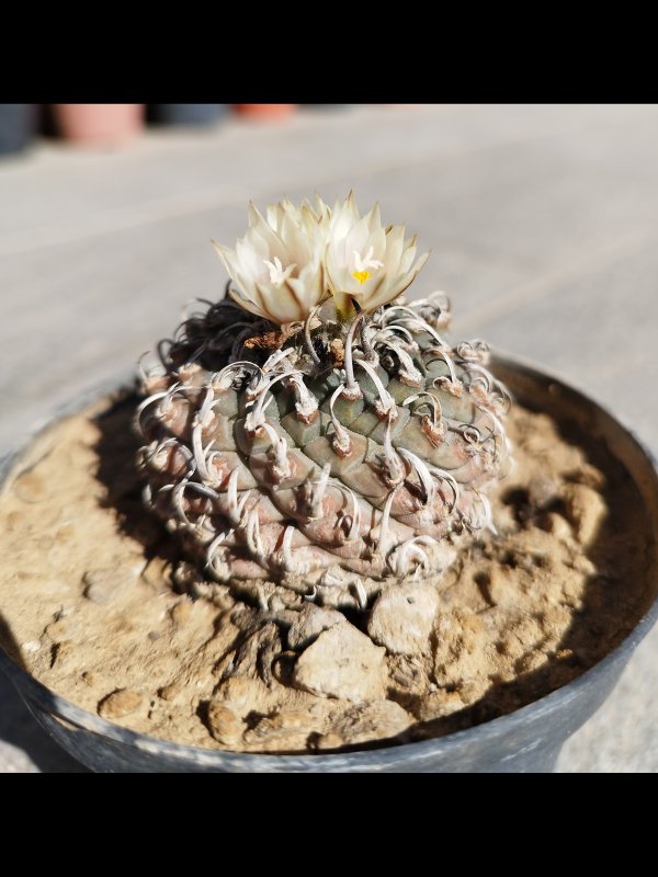 Turbinicarpus klinkerianus 