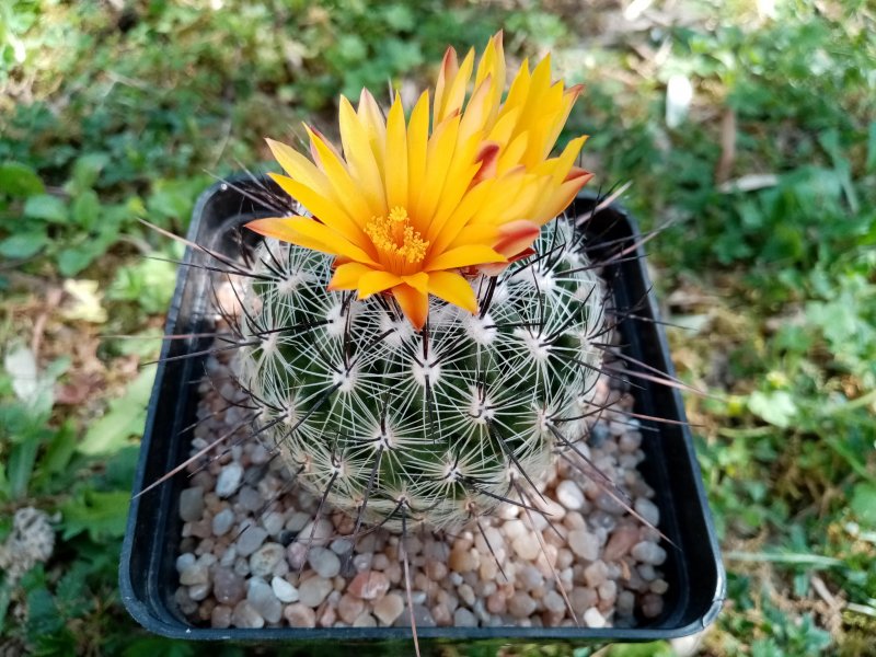 thelocactus conothele ssp. aurantiacus