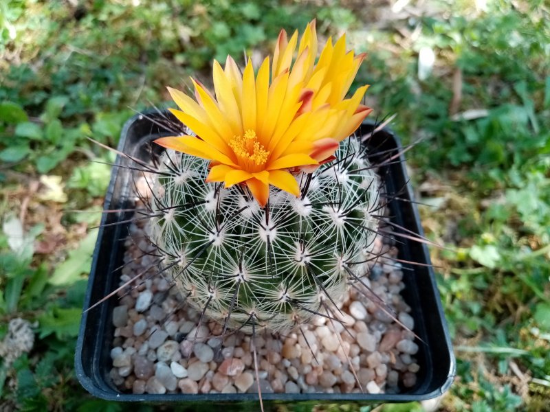 Thelocactus conothele ssp. aurantiacus 