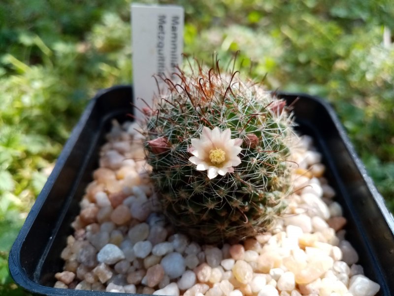 Mammillaria crinita ssp. wildii 