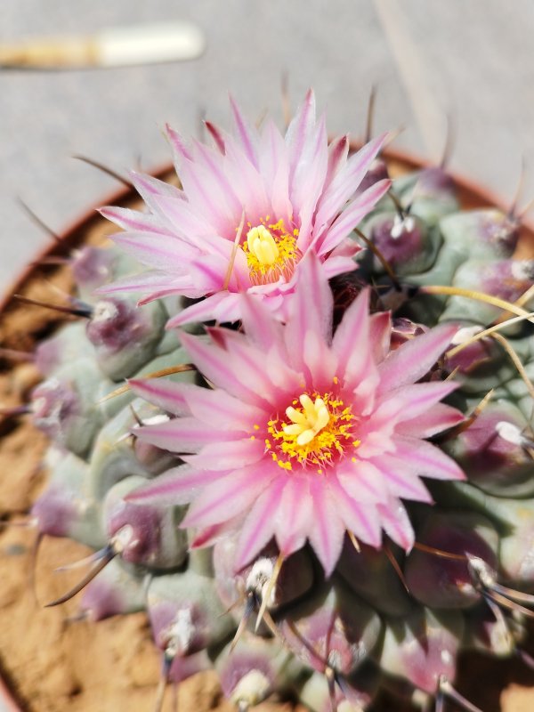 Thelocactus rinconensis ssp. phymatothelos 