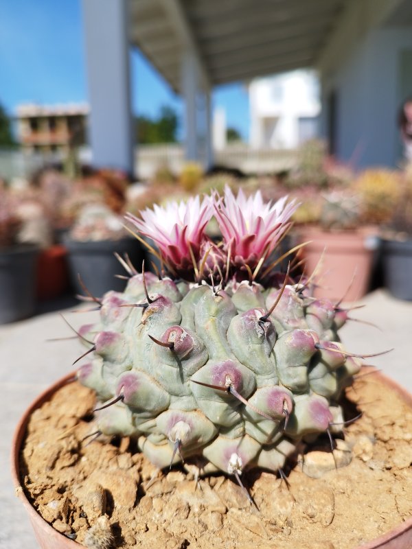 Thelocactus rinconensis ssp. phymatothelos 