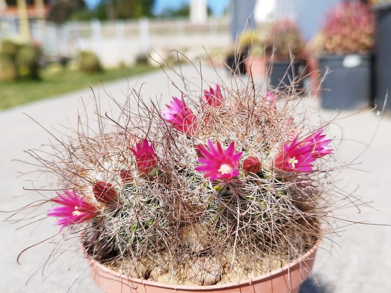 Mammillaria rekoi ssp. leptacantha 