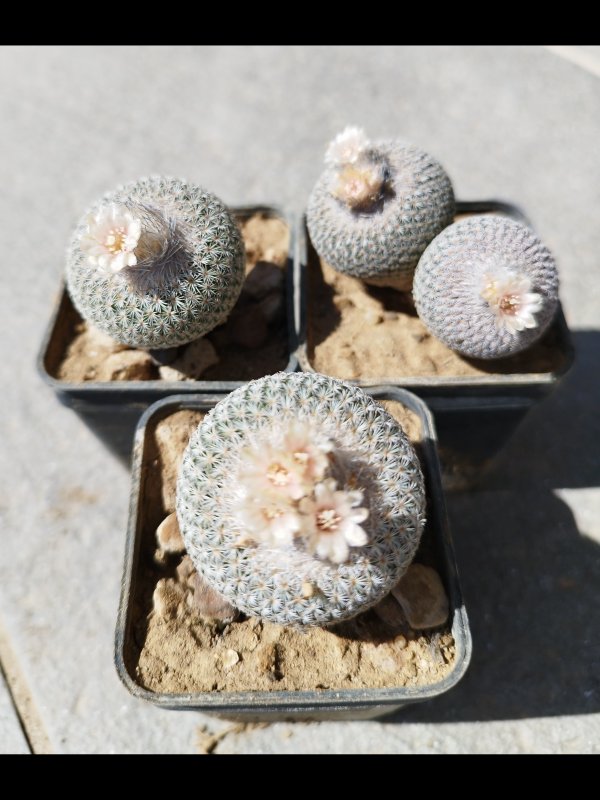 Epithelantha micromeris ssp. greggii 