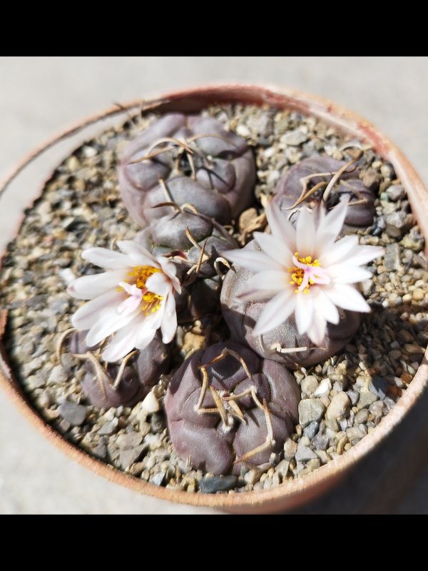 Turbinicarpus polaskii 