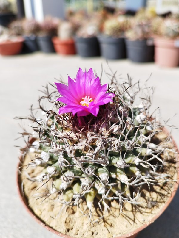 Turbinicarpus alonsoi 