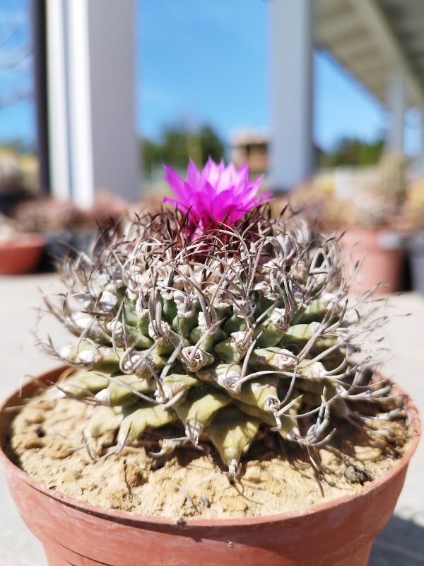 Turbinicarpus alonsoi 