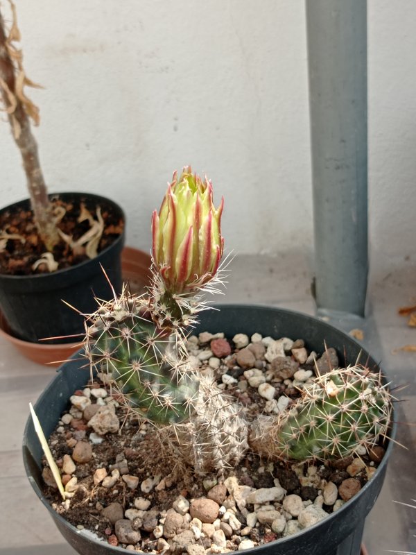 echinocereus  papillosus