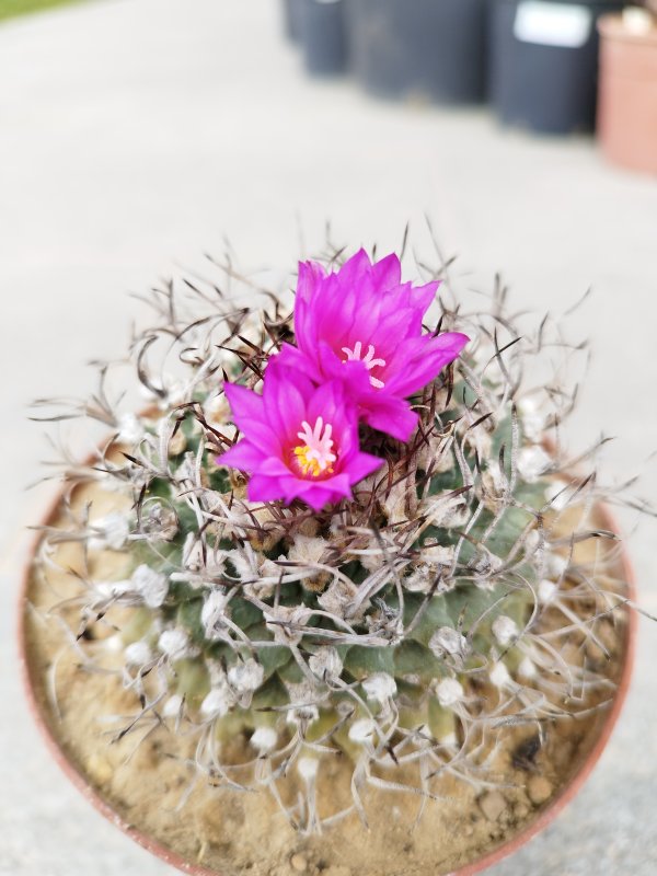 Turbinicarpus alonsoi 