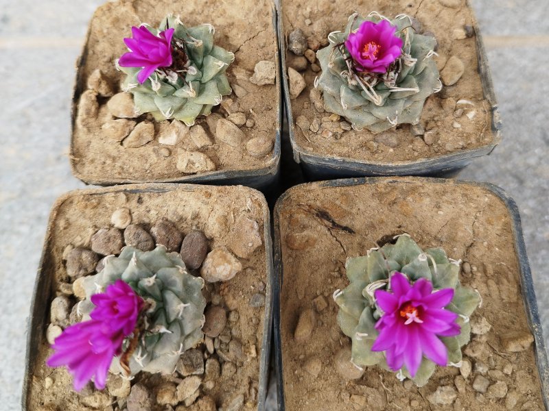 Turbinicarpus alonsoi 