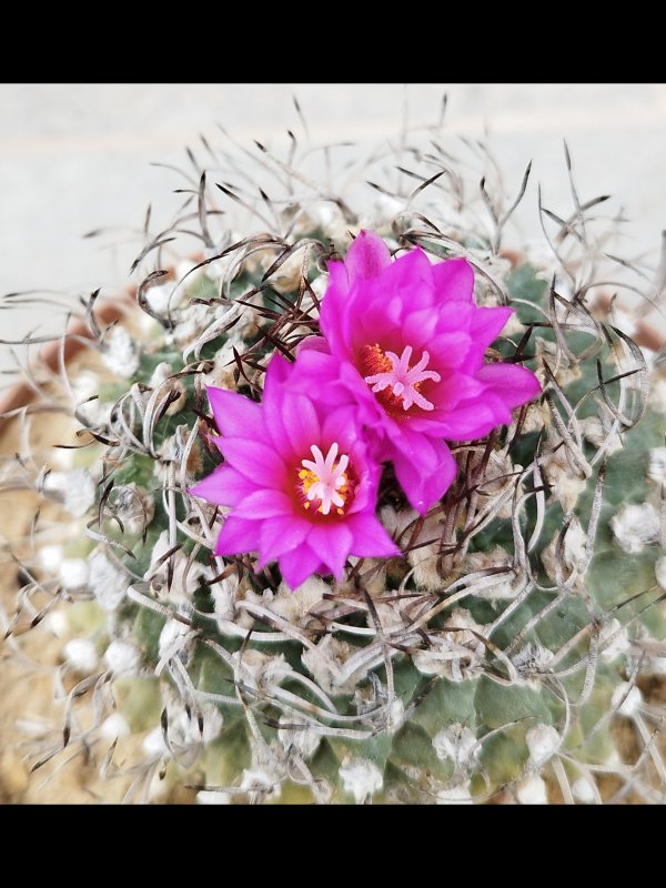 Turbinicarpus alonsoi 