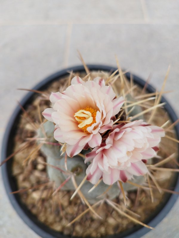 Thelocactus hexaedrophorus 