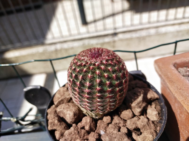 Echinocereus rigidissimus ssp. rubispinus 