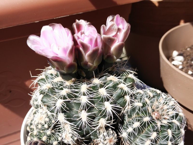 Gymnocalycium bruchii 