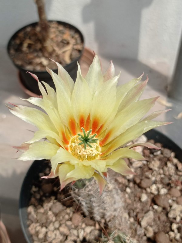 Echinocereus berlandieri v. papillosus 