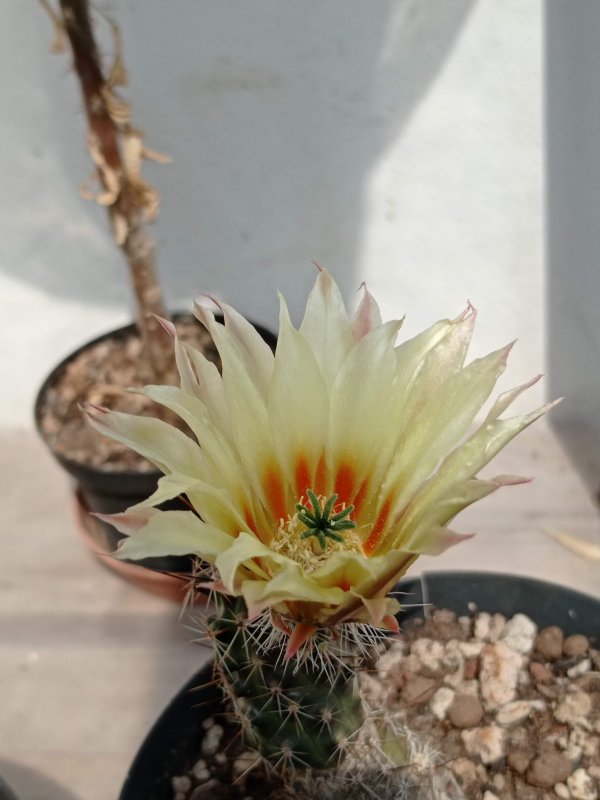 Echinocereus berlandieri v. papillosus 