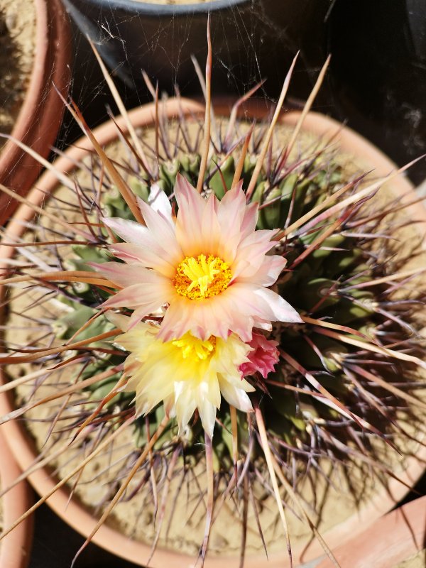 Thelocactus rinconensis ssp. nidulans 