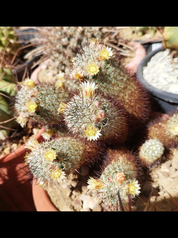 Mammillaria microhelia 