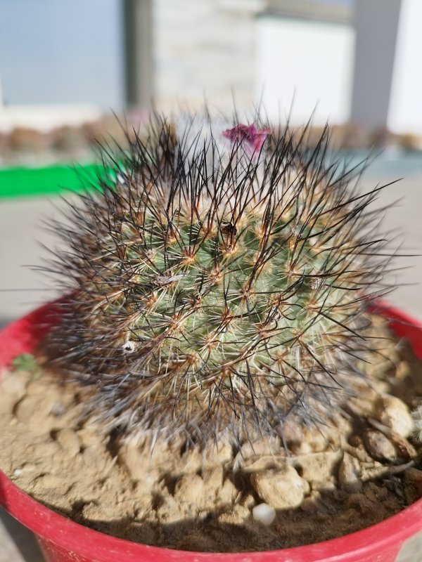 Turbinicarpus viereckii 