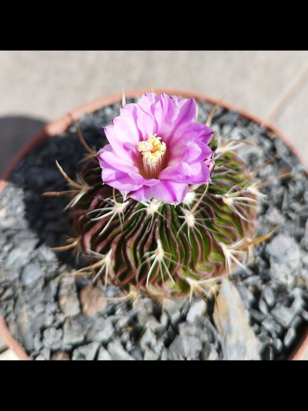 Echinofossulocactus multicostatus 