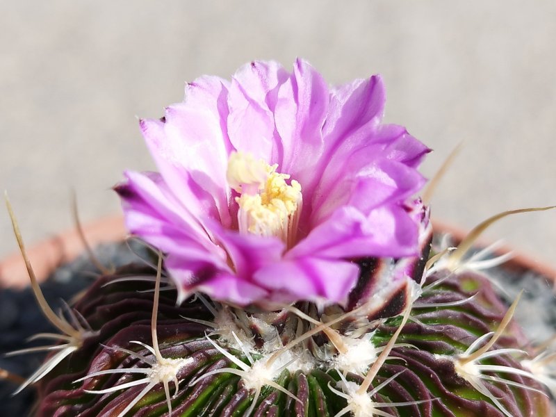 Echinofossulocactus multicostatus 