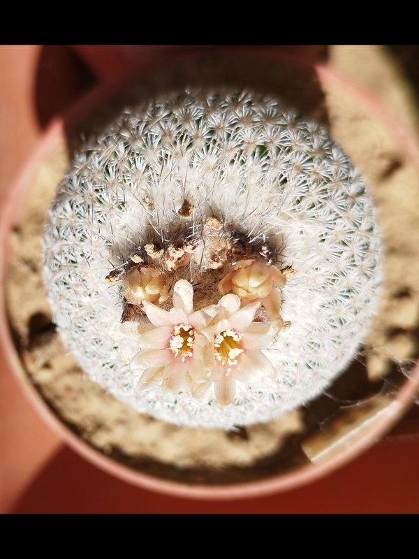 Epithelantha micromeris ssp. greggii 