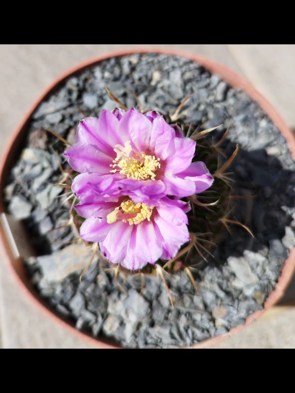 Echinofossulocactus multicostatus 