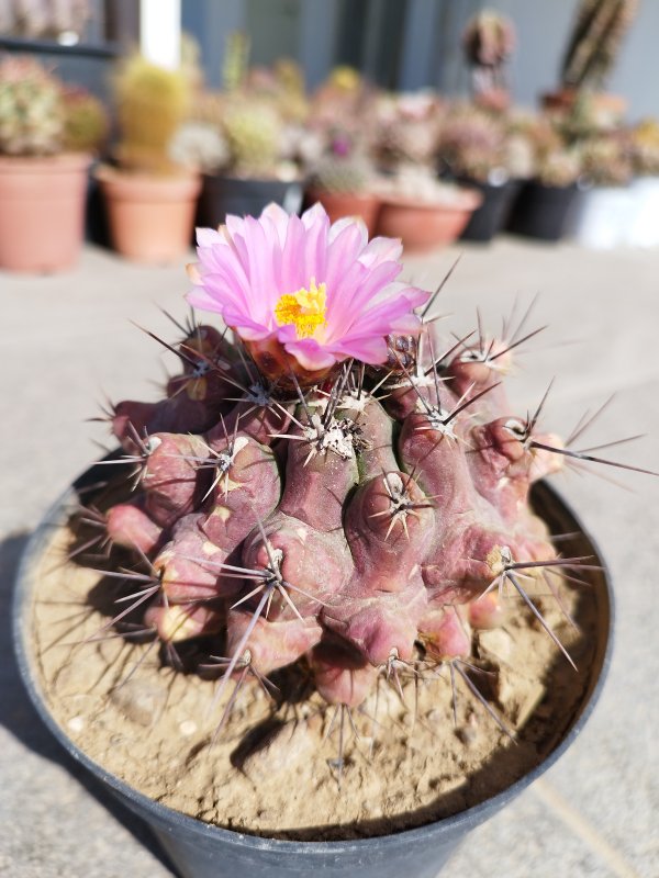 thelocactus santaclarensis