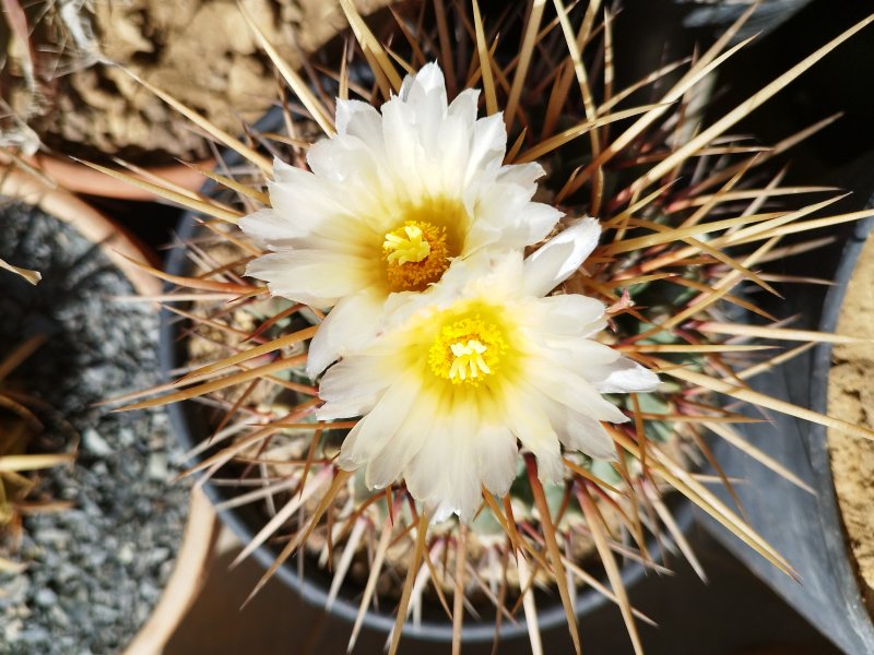 Thelocactus lophothele 