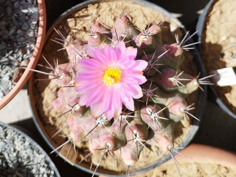 Thelocactus santaclarensis 