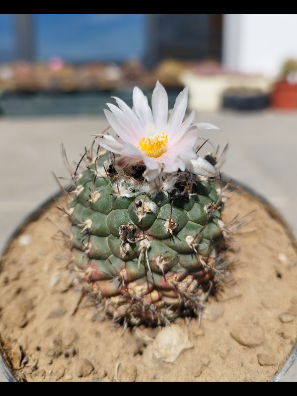 Turbinicarpus lophophoroides 