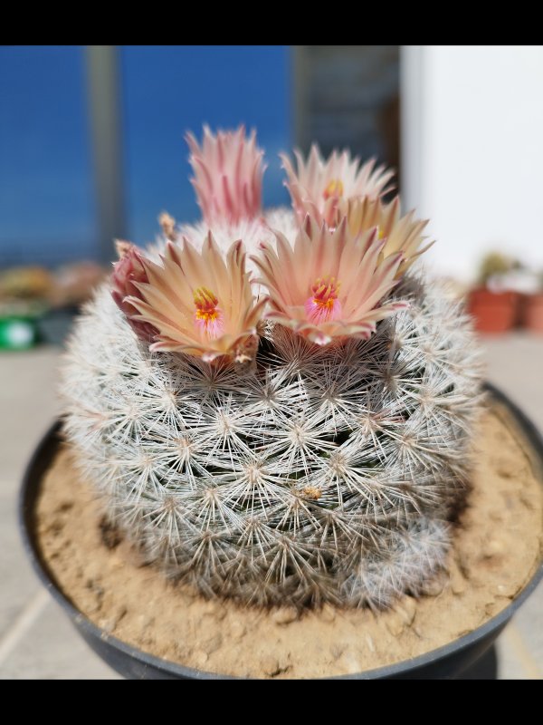 Mammillaria candida 