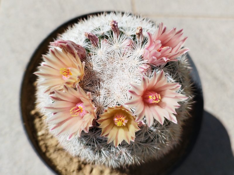 Mammillaria candida 